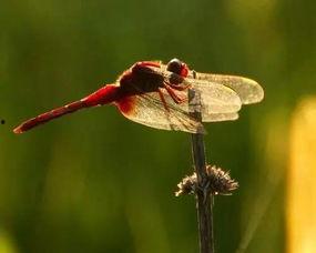 娱乐吃瓜遛鸟大师是谁啊