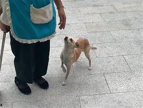 娱乐吃瓜酱阿姨卖小狗