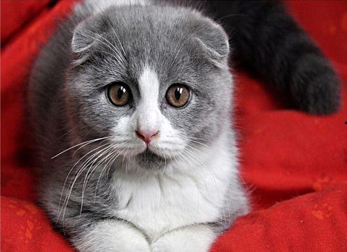 折耳猫娱乐吃瓜