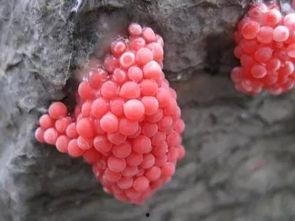 娱乐吃瓜酱密集恐惧症,娱乐吃瓜酱的惊悚之旅