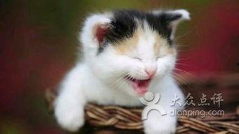 吃瓜娱乐绿茶猫,揭秘娱乐圈背后的秘密